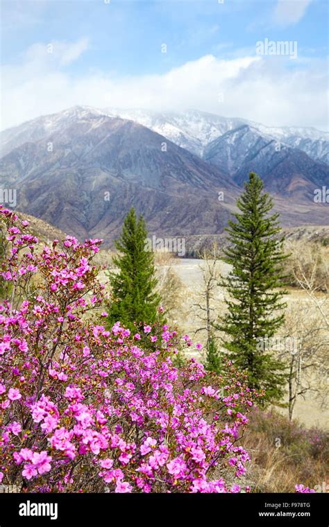Altai Landscape With Rhododendron Dauricum Flowers On Foreground