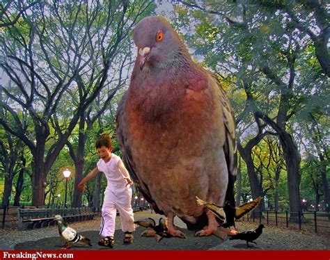 Whoaa Giant Pigeon