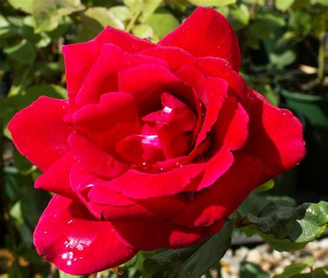 Long Stemmed Rose Hybrid Tea Papa Meilland 175mm Pot Dawsons Garden