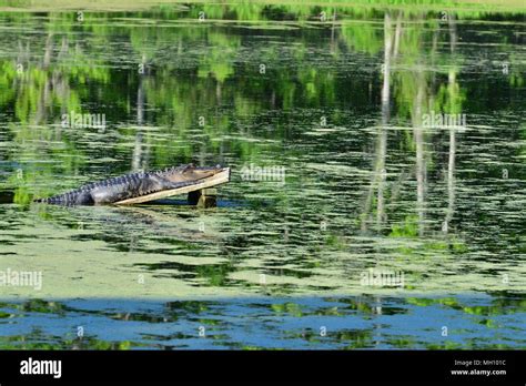 Alligator Relaxing In The Sun At A Swamp In South Carolina Stock Photo