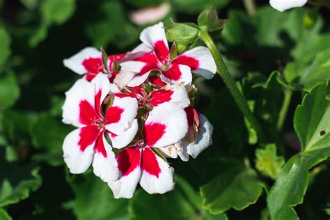 Annual Geraniums: Plant Care & Growing Guide