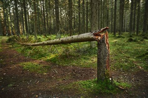 Broken Tree Trunk In Pine Forest Stock Photo Image Of Aged
