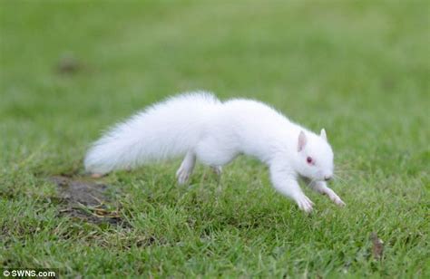Pinky And Perky Albino Squirrels Living At Jubilee Park In Waterlooville