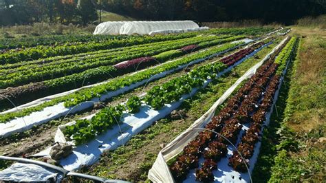 Employment thank you for your interest in employment with the blue ridge area food bank. Market Garden Crew Leader Job | Beginning Farmers