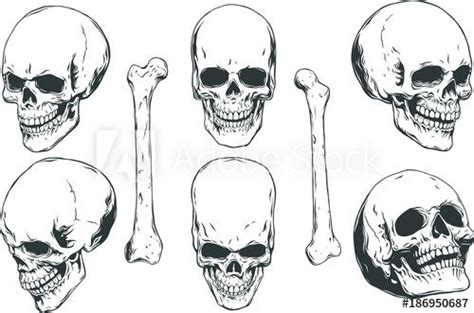 Hand Drawn Realistic Human Skulls And Bones From Different Angles