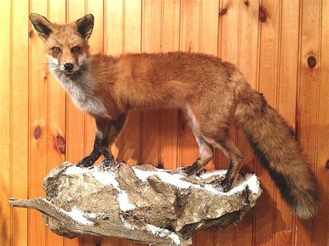 Fox Mountsfox Taxidermyfox Taxidermist In Pennsylvaniared Fox