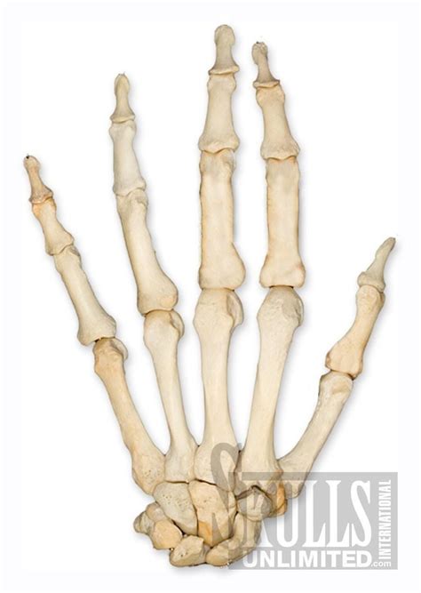 My friend phoenixbloom1 and i are holding a competition. real skeleton hand - Google Search | Skeleton hands, Skull ...