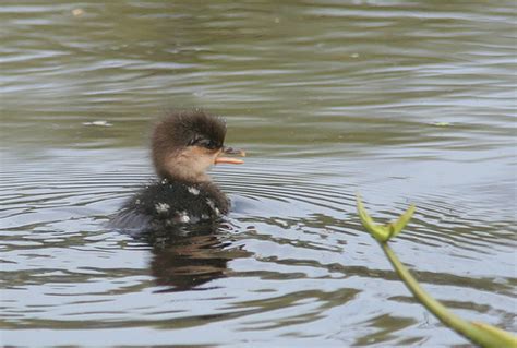 Hooded Merganser Facts Habitat Diet Life Cycle Baby Pictures