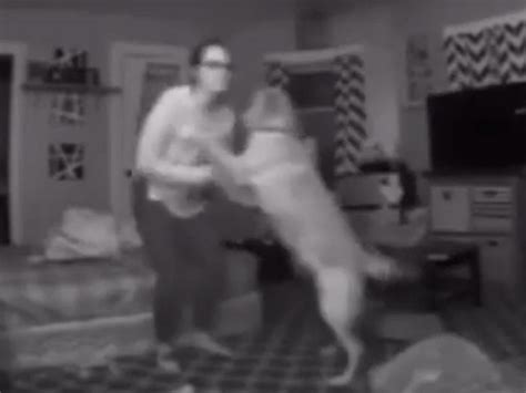 Dog Guides Drunk Owner To Bed Devoted Dog Stops Drunk Owner From