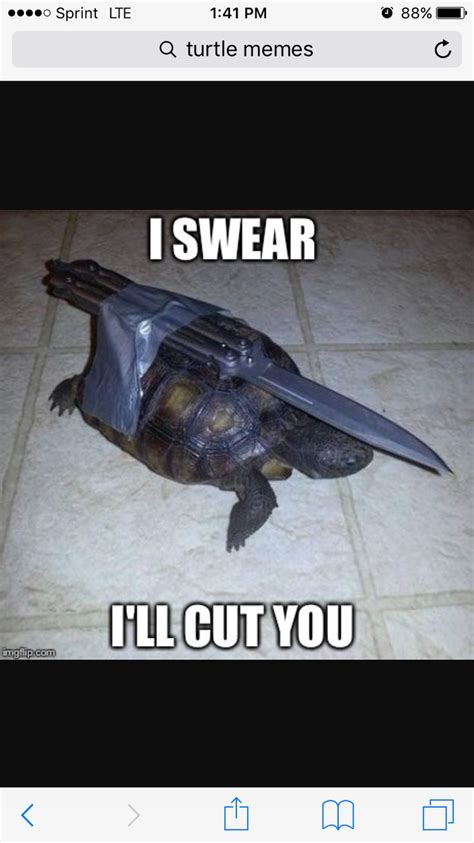 When Y Get A Turtle Mad Turtle Memes Turtle Memes