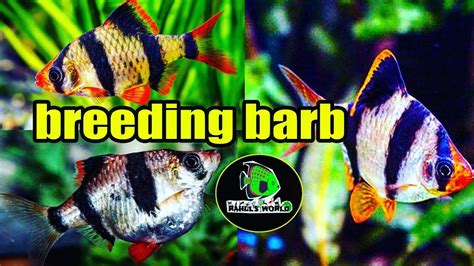 How To Breed Tiger Barb 100 Breeding Success In Bengali