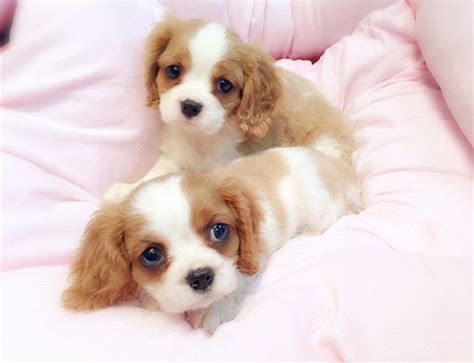 Beautiful cavalier king charles puppies born on the 20th dec 20. Cavalier King Charles Spaniel Puppies For Sale ...