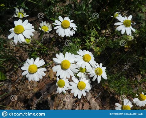 Camomile Flower With White Blossom In The Forest Stock Image Image Of