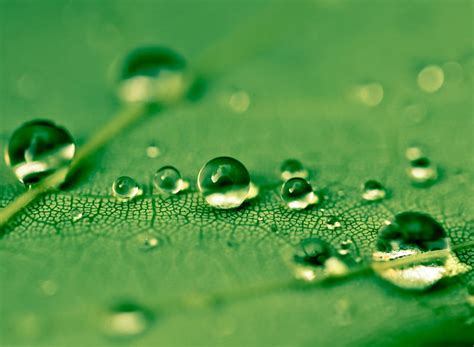 Waterdrops Drops Green Leaf Hd Wallpaper Peakpx