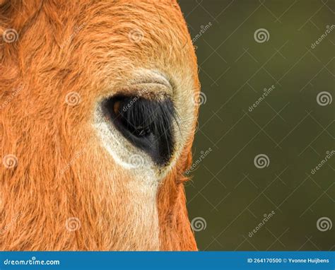 Close Up Of The Eye Of A Cow Stock Photo Image Of Nature Mixed