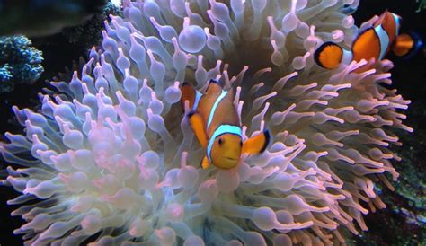 17 Facts You Need To Know About Sea Anemones Before You Add Them Your