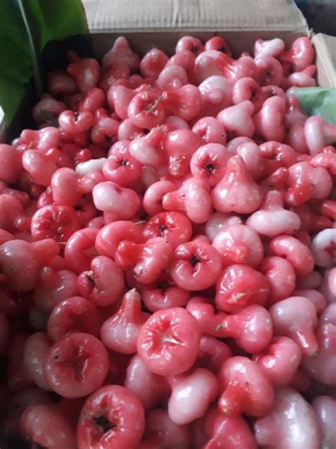 Exotic Rose Water Apple For Fruits At Rs 280kg In Chennai Id