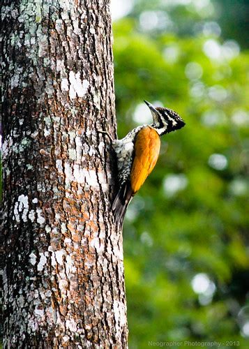 Female Common Flameback Woodpecker Dinopium Javanense Flickr