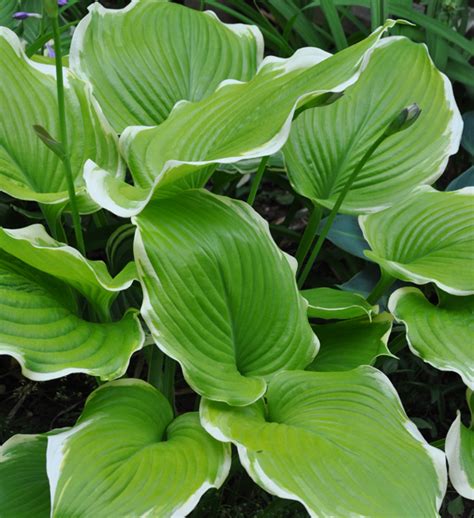 Three Dogs In A Garden Perfect Partners For Hosta Inspired By The