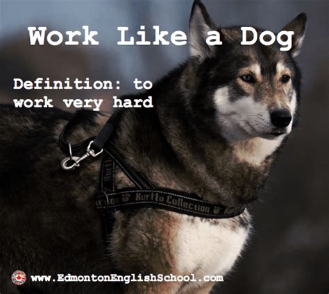 English Idioms And Expressions Work Like A Dog Learning English