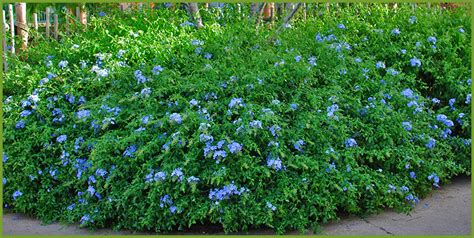 What is a sun flowering plant? 5 Shrubs That Thrive In Partial Sun