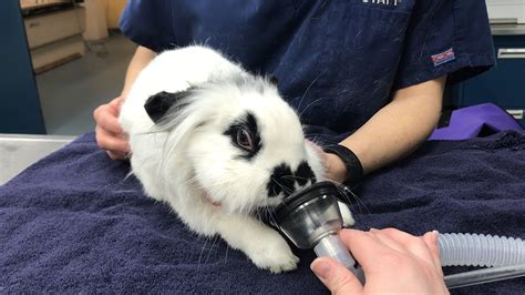 Danny The Rabbit Gets A Tooth Exam Vet Series Part 1 Youtube