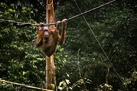 Labuk bay proboscis, sepilok orang utan & sun bear + sandakan city tour + lunch. Sepilok Orangutan Sanctuary, Sabah, Malaysia