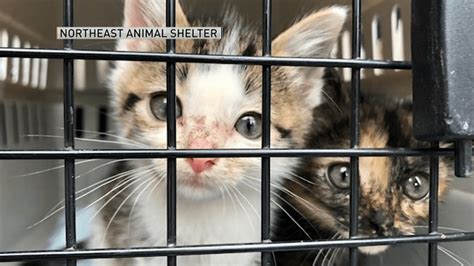 Dozens Of Kittens Looking For Forever Homes In Mass Necn