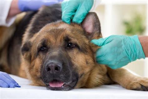 Types Of Lupus In Dogs Symptoms And Treatment