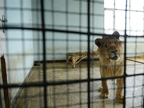 Kabul Zoo Shows Off Marjan The Lion That Lived On A Roof Au