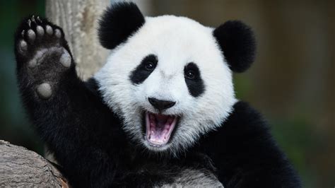 China Disputes Ruling On Giant Pandas Says They Remain Endangered