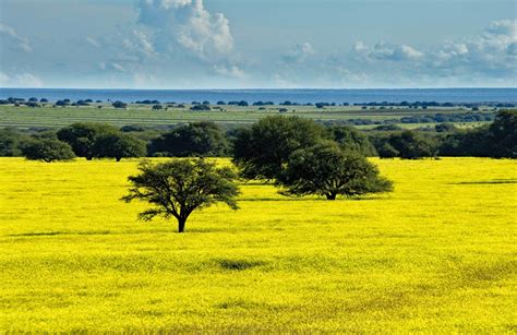 Bioma Pampa Ou Campos Sulinos Klima Naturali