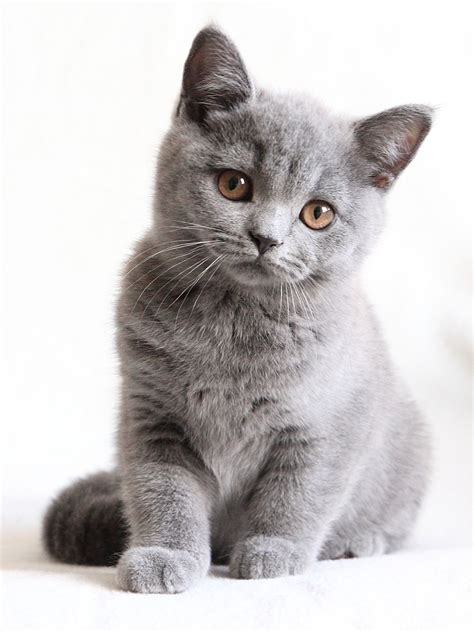 British Shorthair Cat Jual Idalias Salon