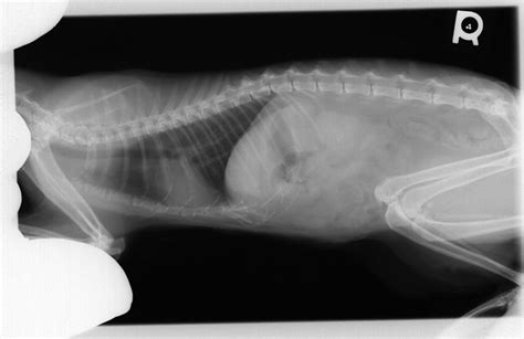 Texture of old postal card. My cat's full-body xray | Flickr - Photo Sharing!