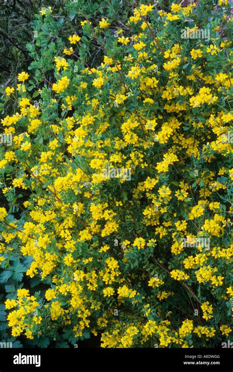 Coronilla Valentina Subsp Glauca Syn Coronilla Glauca Hi Res Stock