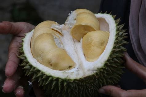Kenapa Ya Durian Disebut Sebagai Raja Buah Cari Tahu Yuk Bobo