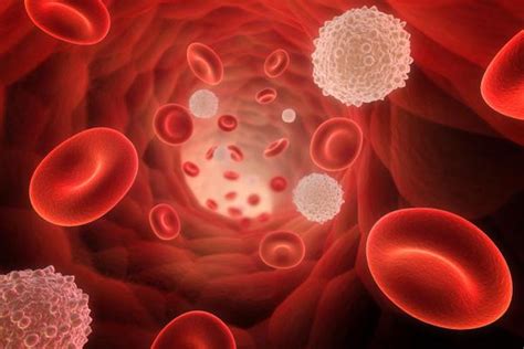 ¿qué Es La Anemia Hemolítica Intravascular ¿cómo Se Trata Ferritina