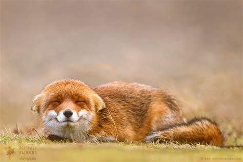 Smiling Animals Roeselien Raimond Nature Photography