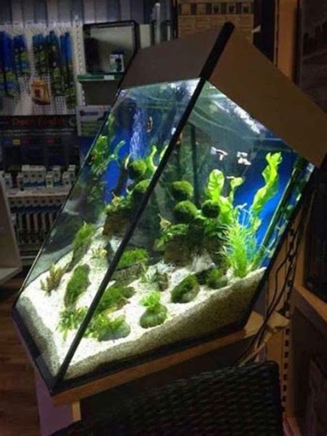 Simple Fish Tank Aquascape Ideas Aquascape Ideas
