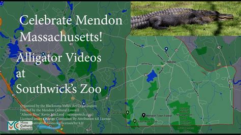 Mendon Celebration Of Art American Alligator At Southwicks Zoo Youtube