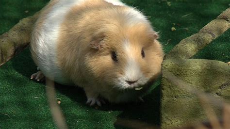 Brooklyn Park Guinea Pigs Featured At Minnesota Zoo Ccx Media