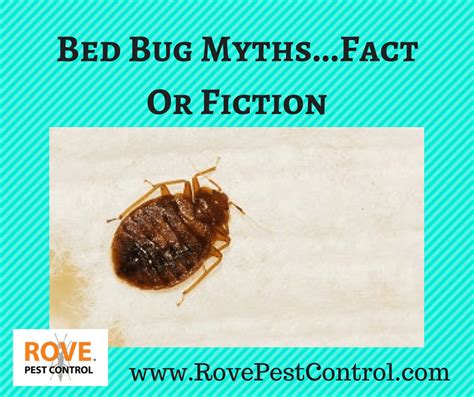 Bed Bug Mythsfact Or Fiction Rove Pest Control