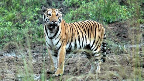 Tigers In Thailands Huai Kha Khaeng Wildlife Sanctuary