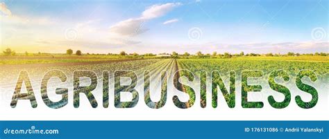 Word Inscription Agribusiness On Agricultural Plantation Field Crop