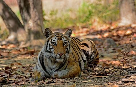 Bandhavgarh Tiger Reserve Indian Wildlife Safaris