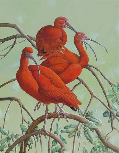 Scarlet Ibis Painting By Barry Kent Mackay Pixels