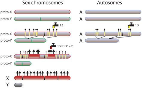 Evolutionary Model Of Sex Chromosome Dosage Compensation Compared To Download Scientific