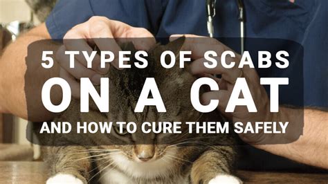 Scabs On Cat Feline Acne Flea Allergy Dermatitis Skin Condition