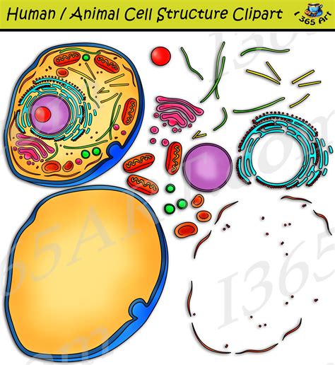 Human Cell Structure Clipart Set Download Clipart 4 School