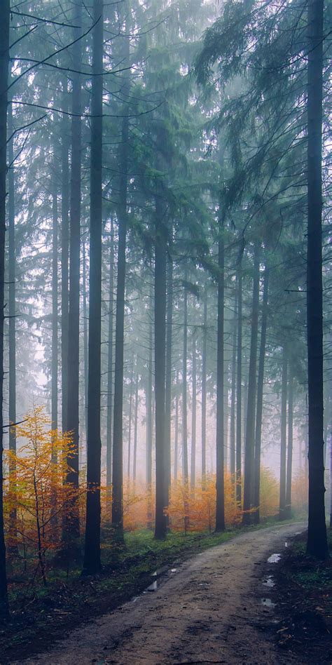 1080x2160 Mist Fog Trees Path Forest One Plus 5thonor 7xhonor View 10